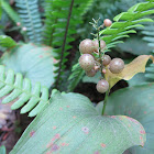 False Solomon's Seal