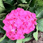 Hydrangea