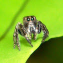 Jumping spider