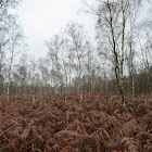 Fern