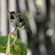 Anna's Hummingbird