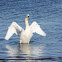 Mute swan