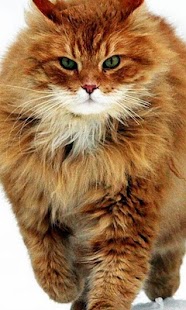 How to get Red Cats Wallpapers 1.0 unlimited apk for bluestacks