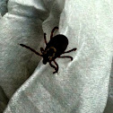 American dog tick