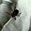 American dog tick