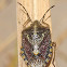 Shield Bug