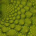 Romanesco broccoli