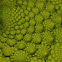 Romanesco broccoli