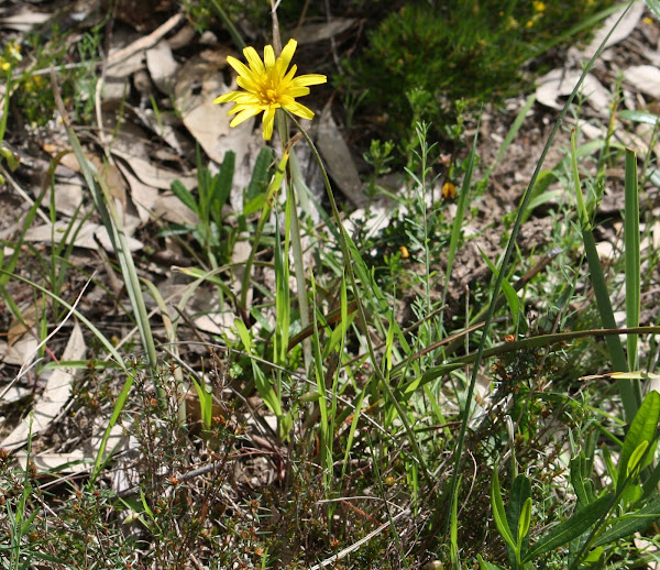 Yam Daisy Project Noah