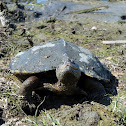 False Map Turtle