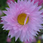 Australian Daisy