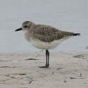 Black-bellied Plover