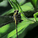 Ashy Clubtail Dragonfly