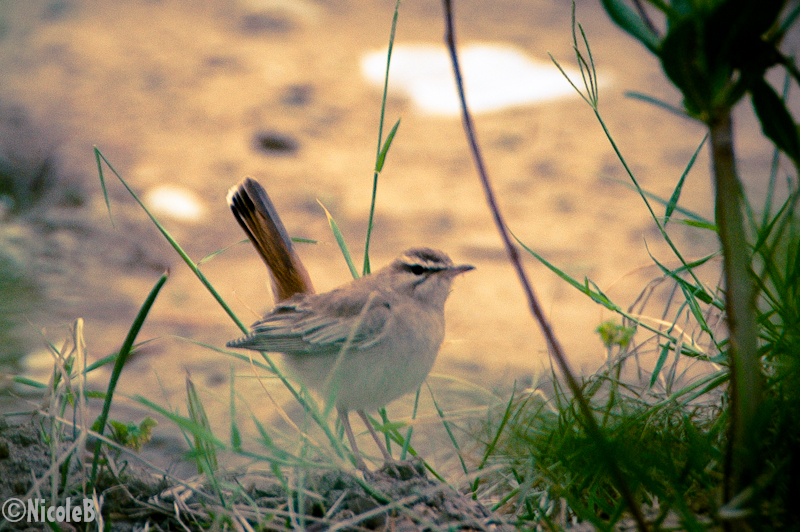 Rufous-tailed Scrub Robin