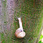 Snail