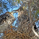 Juvenile Black-crowned Night Herons