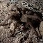 Tarantula