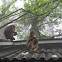 Macaque monkey