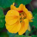 Nasturtium