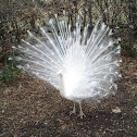 Indian peafowl