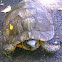 Wood Turtle