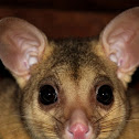 Common Brushtail Possum