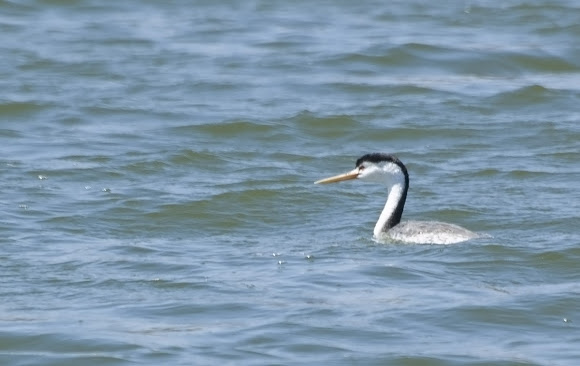 Spotting Image 1