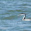 Clark's Grebe
