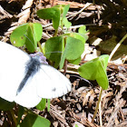 Unknown Butterfly