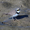 Little Ringed Plover - Kulík říční