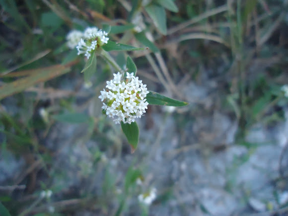 Spotting Image 1