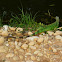 Iguana verde