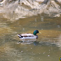 Mallard