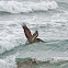 Brown pelican