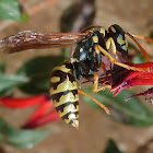Wasp
