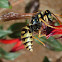 Wasp
