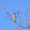 Cedar Waxwings