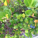 Coco-Plum "Icaco-plum"