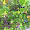 Coco-Plum "Icaco-plum"