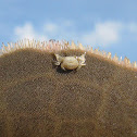 Sand Dollar Crab