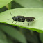 Soldier Fly