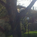 eastern gray squirrel