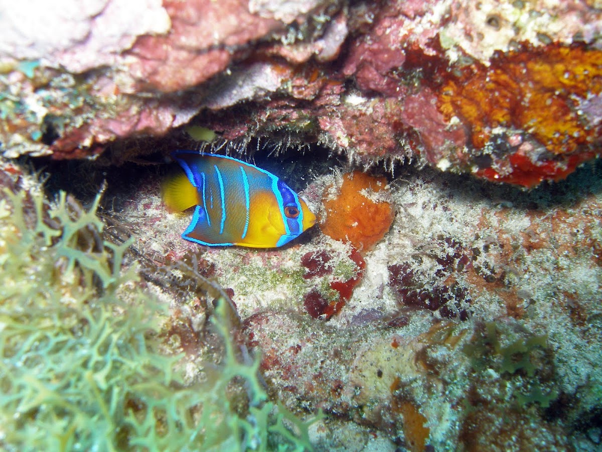 Juvenile Queen Angel