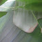 Katydid Nymph