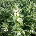 Witte dovenetel