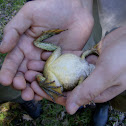 Foothill Yellow-legged Frog