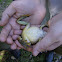 Foothill Yellow-legged Frog