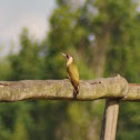 Green Woodpecker