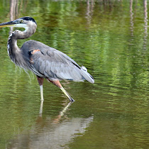 Wetlands (Virginia Lake) at Wapato Park