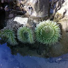Sea aneome
